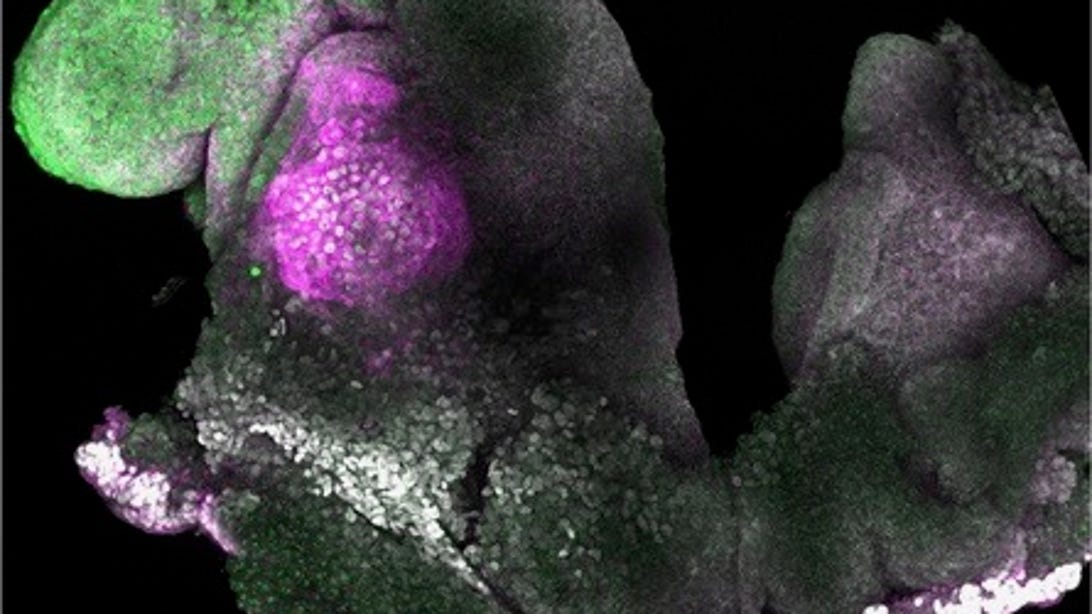 Scientists Create Synthetic Mouse Embryos That Develop Brains, Beating Hearts