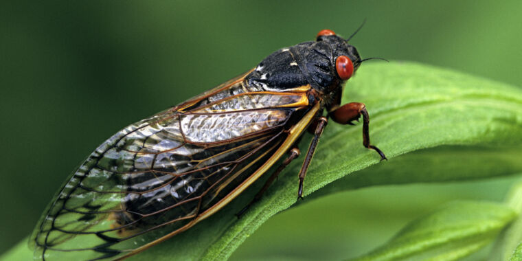 I like add-ons, because they are glamorous., The entire state of Illinois is going to be crawling with cicadas